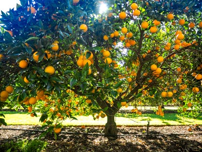 Harvey orange tree